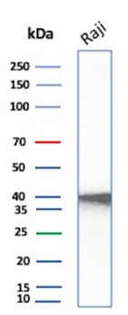 CD40 Antibody