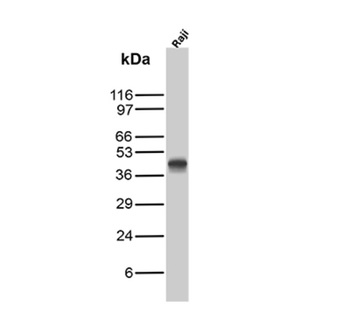 CD40 Antibody