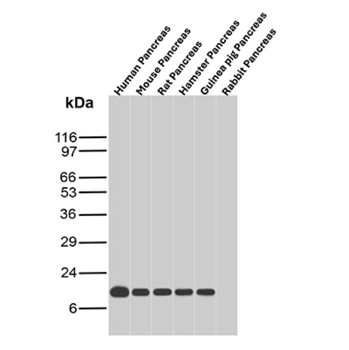 CD40 Antibody