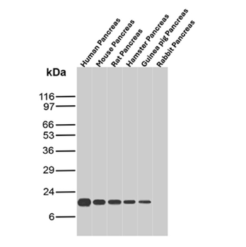 CD40 Antibody