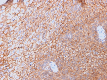 CD40LG Antibody
