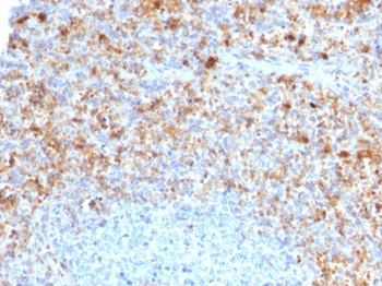 CD40LG Antibody