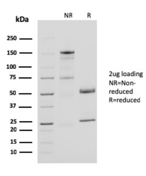 CD40LG Antibody
