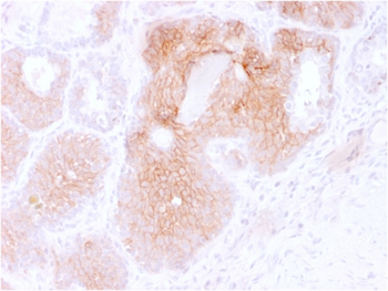 CD44 Antibody