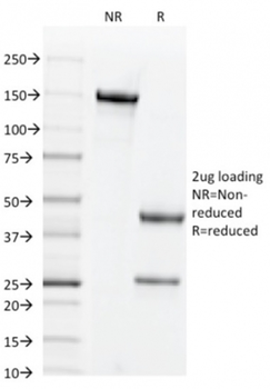 CD44 Antibody