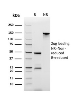 CD44 Antibody