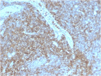 CD44 Antibody