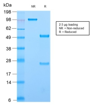 CD44 Antibody