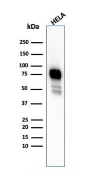 CD44 Antibody