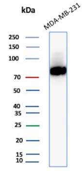 CD44 Antibody