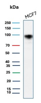 CD44 Antibody