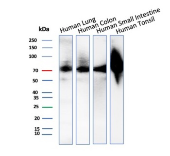 CD44 Antibody