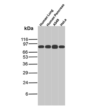 CD44 Antibody