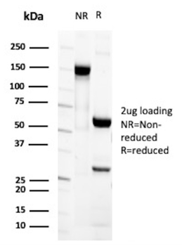 CD44 Antibody