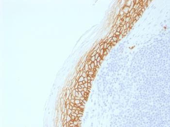 CD44 Antibody
