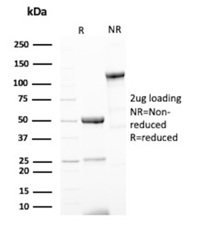 CD44 Antibody