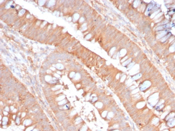 CD59 Antibody