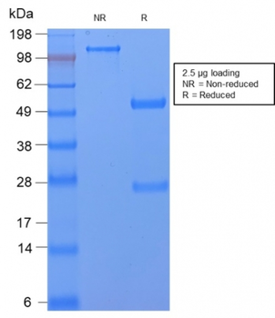 CD59 Antibody