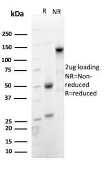 CD59 Antibody