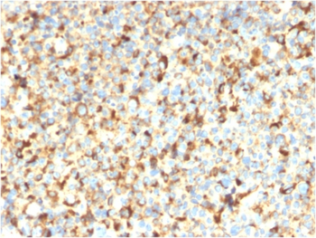 CD63 Antibody