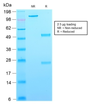 CD63 Antibody