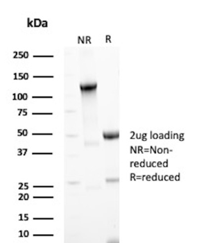 CD63 Antibody