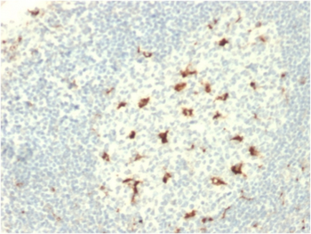 CD68 Antibody