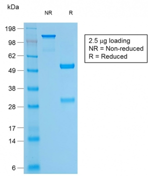 CD79A Antibody