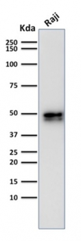 CD79A Antibody