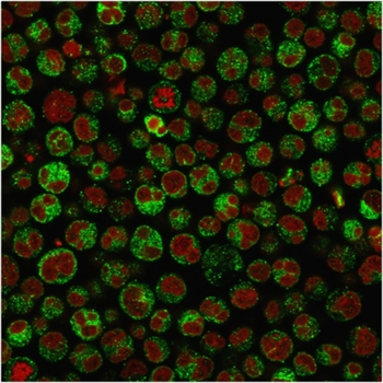 CD79A Antibody