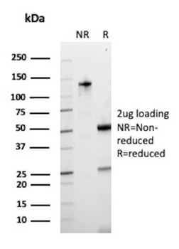 CD79A Antibody
