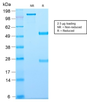 CD81 Antibody