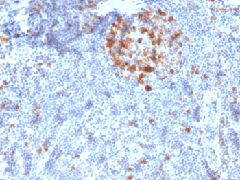 CDK1 Antibody