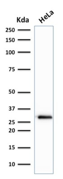 CDK1 Antibody