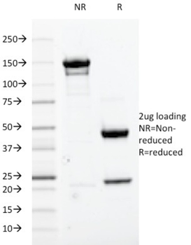CDK1 Antibody