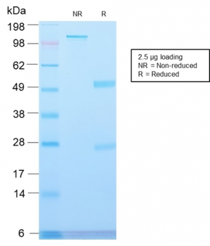 MVP Antibody