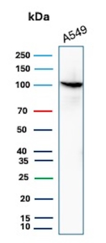 MVP Antibody
