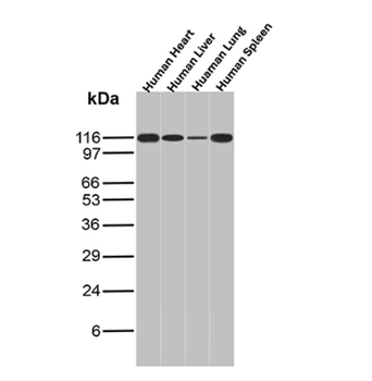MVP Antibody