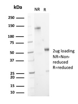 TNFSF15 Antibody