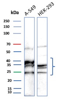 CDC34 Antibody