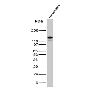 CDH1 Antibody