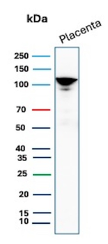 CDH1 Antibody