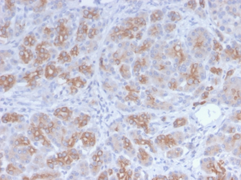 GLG1 Antibody