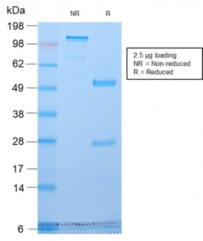 GLG1 Antibody