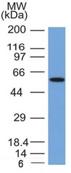OCLN Antibody