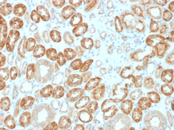 OCLN Antibody