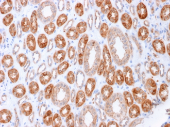 OCLN Antibody