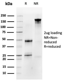 OCLN Antibody