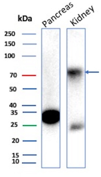 OCLN Antibody