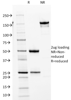 CDK2 Antibody